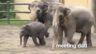 just a video about some baby elephants passing through