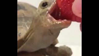 Honduras police pm.para ti